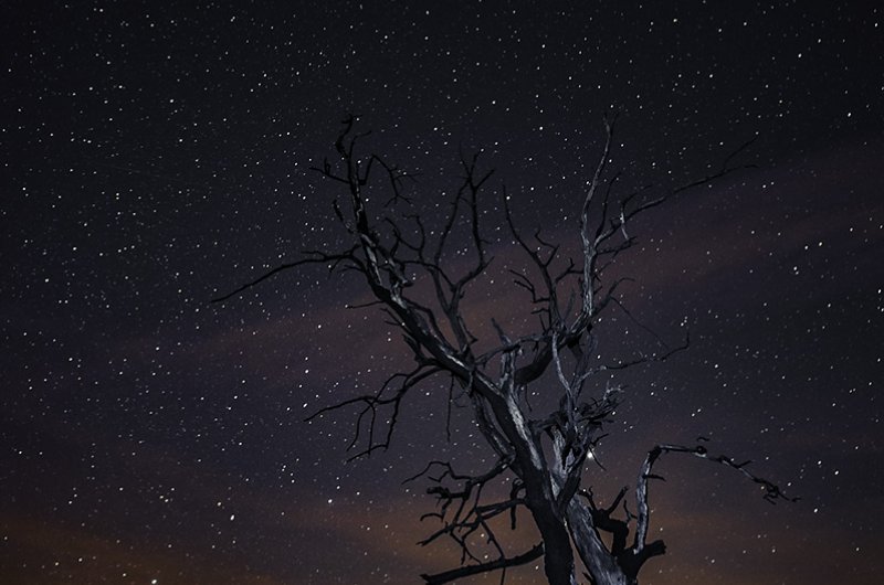 Old tree at night